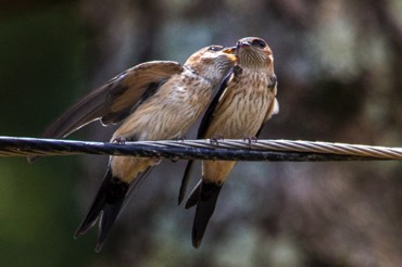 Red-rumped Swallows
