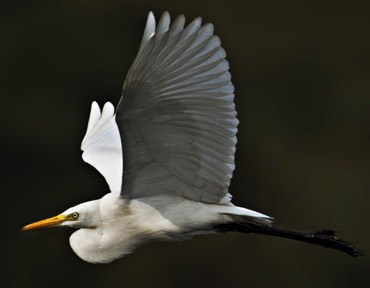 Great-Egret 