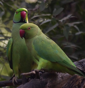 Rose-ringed Parakeets