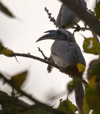 Indian grey-hornbill 
